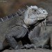 Iguana 180508